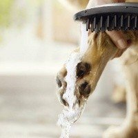 Hansgrohe DogShower 26640670 Ручной душ для собак (чёрный матовый)