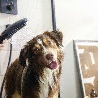 Hansgrohe DogShower 26640670 Ручной душ для собак (чёрный матовый)