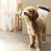 Hansgrohe DogShower 26640700 Ручной душ для собак (белый матовый)