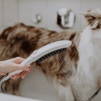 Hansgrohe DogShower 26640700 Ручной душ для собак (белый матовый)